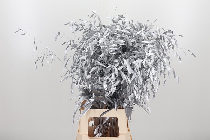 <h4>Chasmantium Kl Bh Zilver</h4>