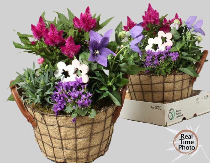 <h4>ARR TUINPLANTEN</h4>
