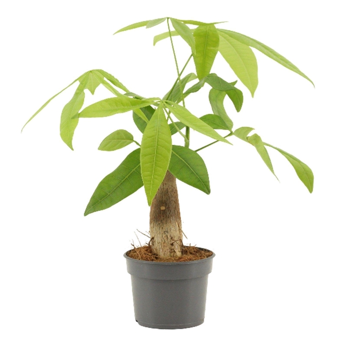 <h4>Pachira 9 cm Trunk</h4>