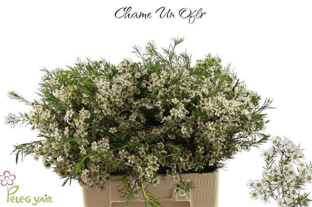 <h4>CHAME UN OFIR</h4>