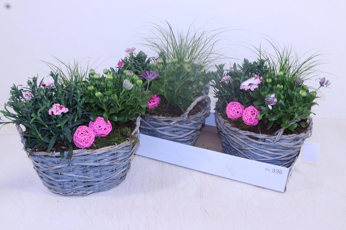 <h4>ARR TUINPLANTEN</h4>