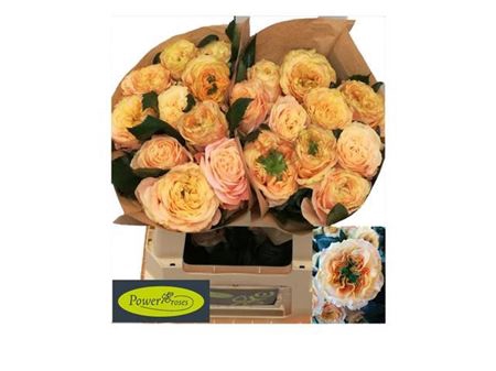 <h4>Rosa a grande fleur Fantasia</h4>