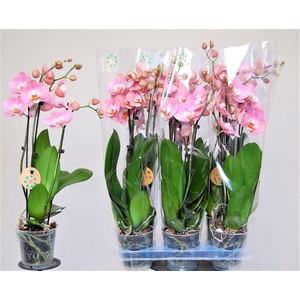 PHAL OV ORANJE