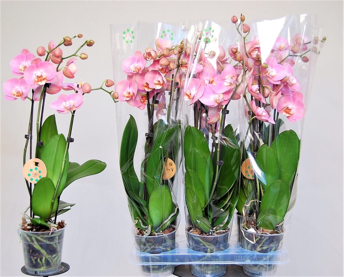 <h4>PHAL OV ORANJE</h4>