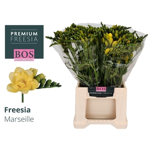 Freesia du Marseille