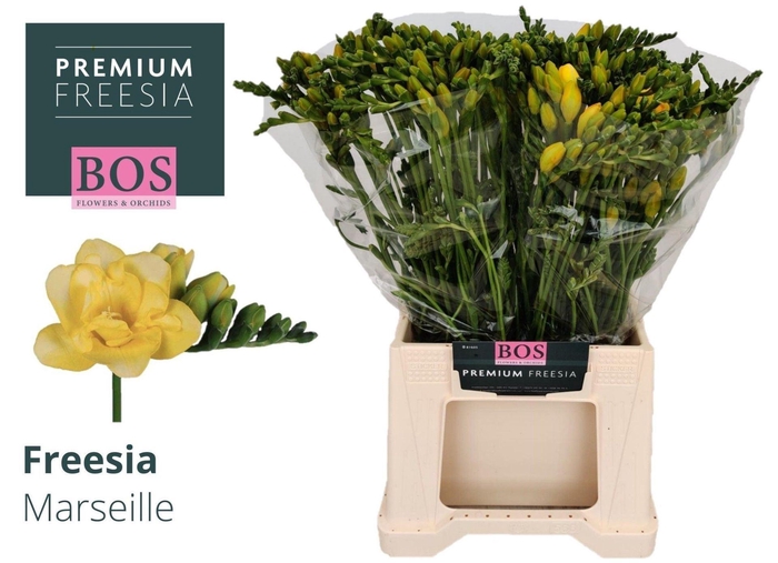 <h4>Freesia du Marseille</h4>