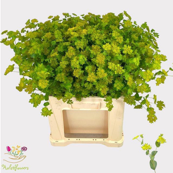 <h4>BUPLEURUM GRIFFITHII BUPLEURUM ROTU</h4>