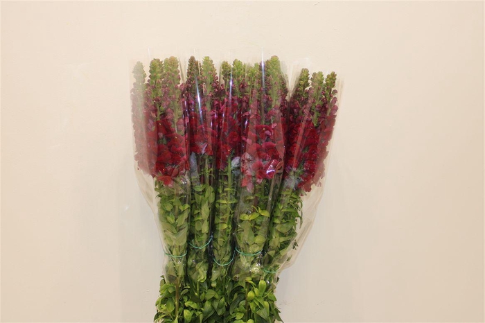 <h4>Antir Overig Red</h4>