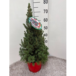 PICEA GL DECEMBER
