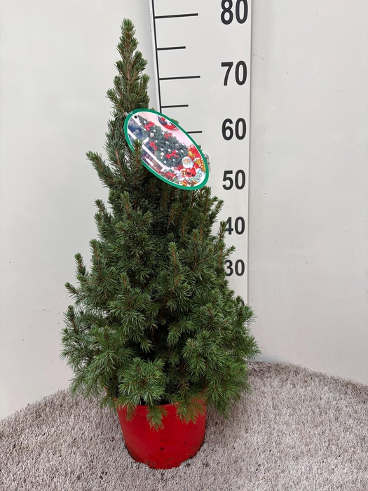 <h4>PICEA GL DECEMBER</h4>