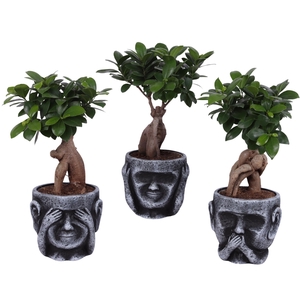 Ficus m. Ginseng Ball Shape Ø12cm in Ceramic pot Ø15cm