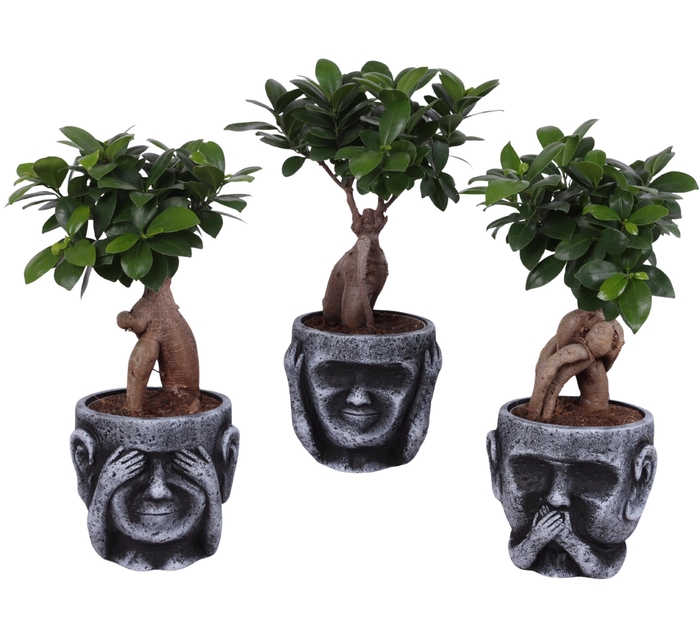 <h4>Ficus m. Ginseng Ball Shape Ø12cm in Ceramic pot Ø15cm</h4>