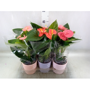 Anthurium andr.   ...mix  3