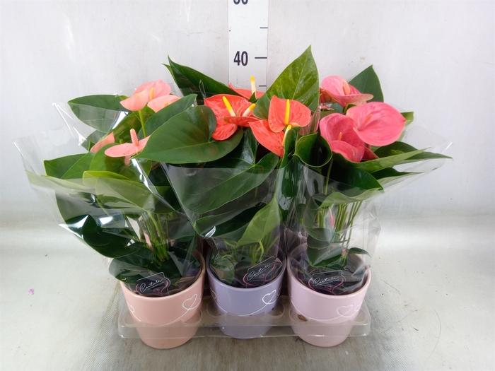 <h4>Anthurium andr.   ...mix  3</h4>