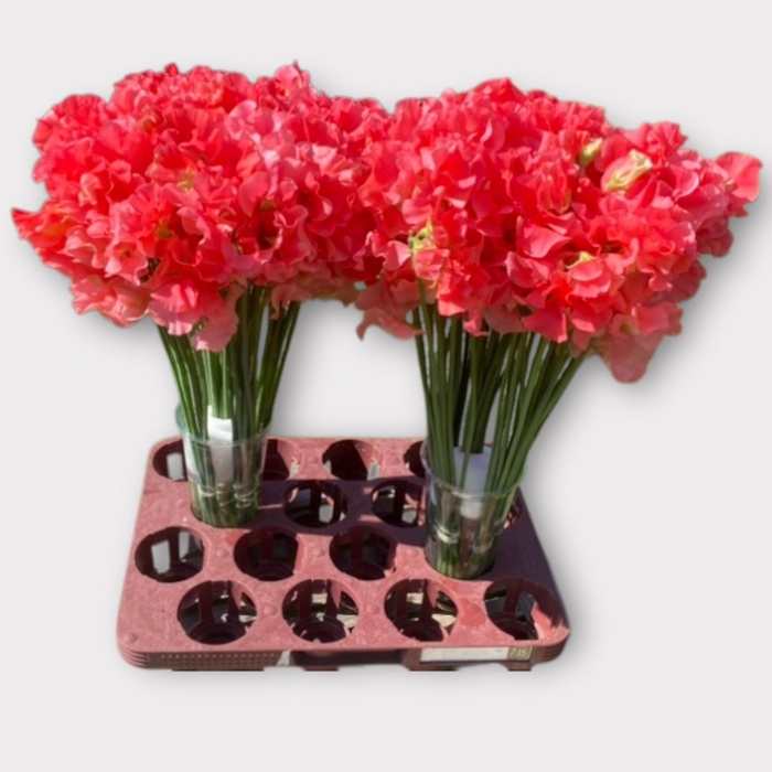 <h4>LATHYR ROM CORAL</h4>