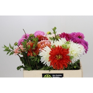 Dahlia Gemengd in fust