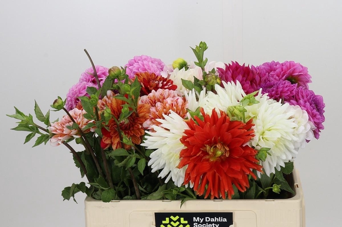 <h4>Dahlia Gemengd in fust</h4>