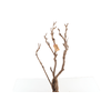 Syringa Branch Extra Laurens