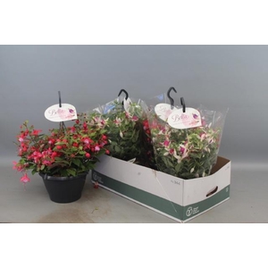 FUCHSIA B F HANG GEM