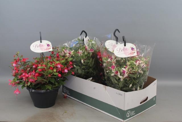 <h4>FUCHSIA B F HANG GEM</h4>