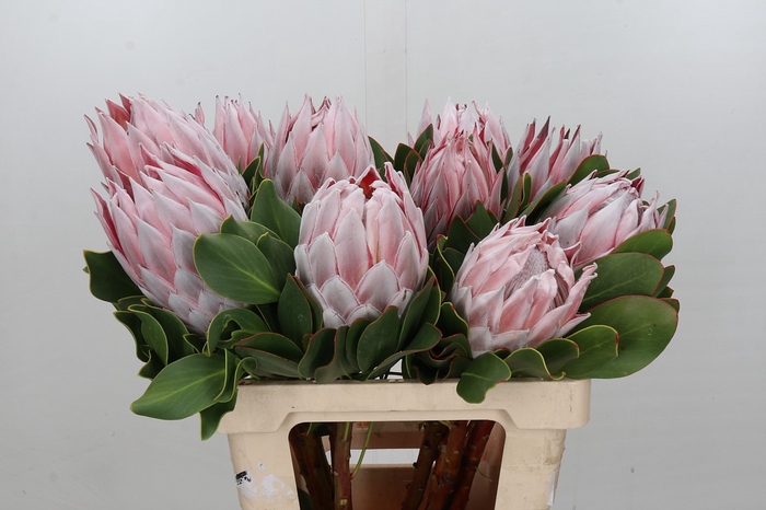 <h4>Protea Cynaroides</h4>