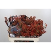 Rozenbottel Autumn Rosefruits