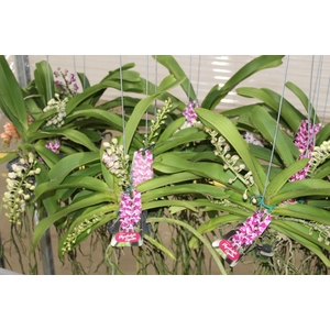 ORQ. RHYNCHOSTYLIS VASO VAZADO