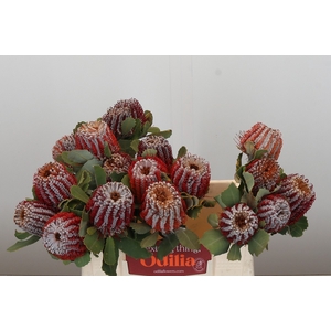 Banksia Coccinea