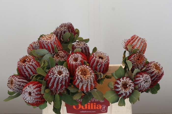 Banksia Coccinea
