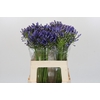 Agapanthus Blue Heaven