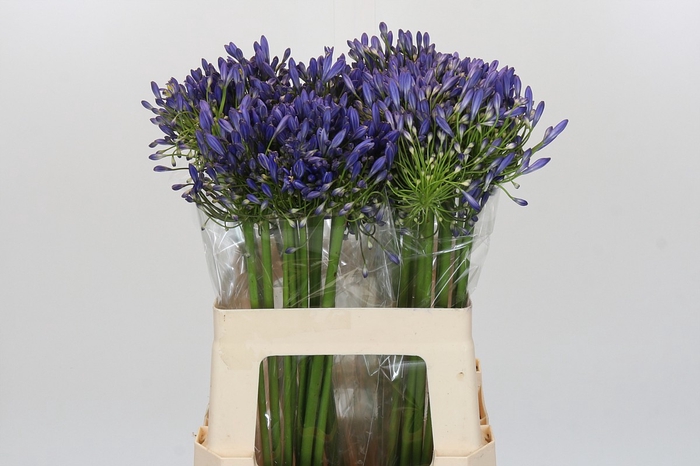 <h4>Agapanthus Blue Heaven</h4>