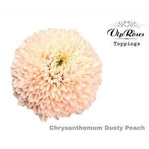 CHR G DUSTY PEACH