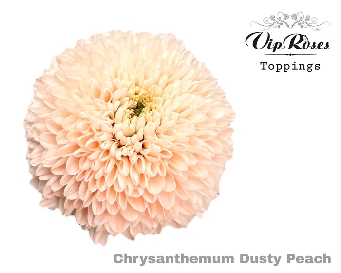 <h4>CHR G DUSTY PEACH</h4>