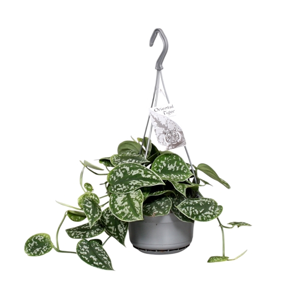<h4>Scindapsus pictus 'Argyraeus' 14cm hangpot</h4>