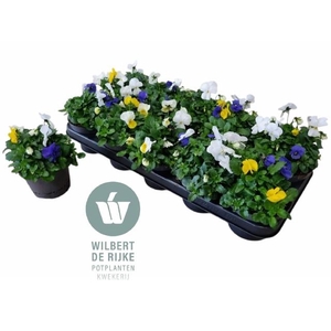 VIO CO EM MM STOCKHO