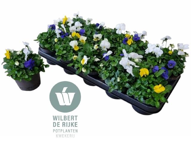 <h4>VIO CO EM MM STOCKHO</h4>