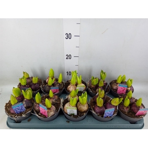 Hyacinthus orie.   ...mix 3