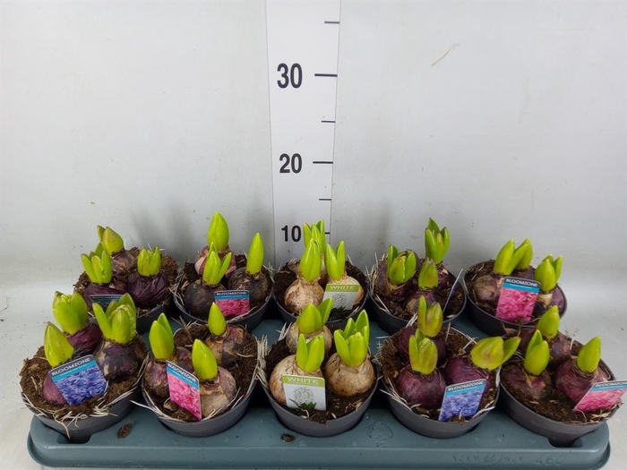 <h4>Hyacinthus orie.   ...mix 3</h4>