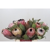 Protea Barbigera Air