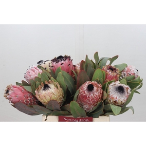 Protea Barbigera