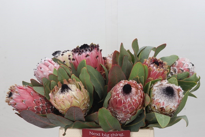 <h4>Protea Barbigera</h4>