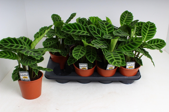 <h4>CALAT ZEBRINA</h4>