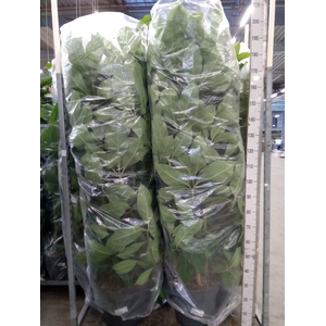 Schefflera actin. 'Amate'