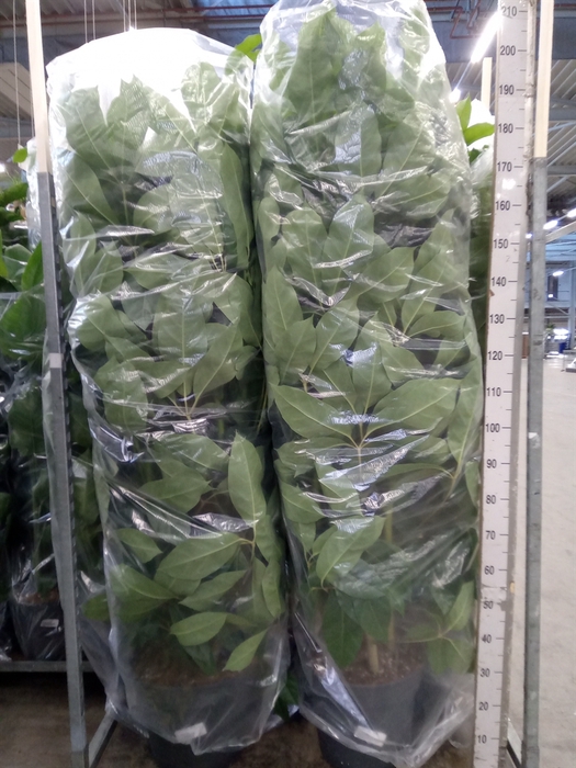 <h4>Schefflera actin. 'Amate'</h4>