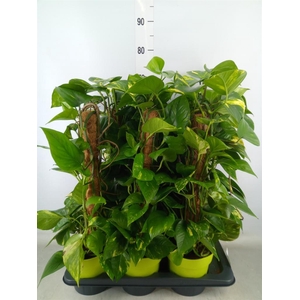 Epipremnum pinn.   ...moss stick