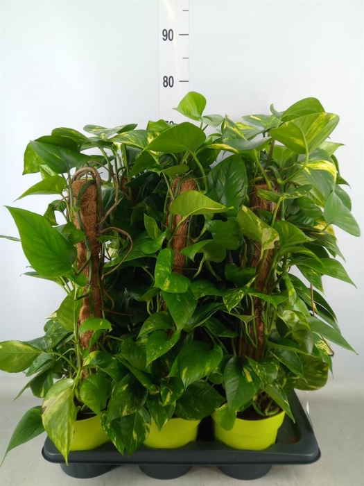 <h4>Epipremnum pinn.   ...moss stick</h4>