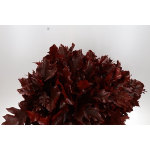 Dec Querc Rubra Rood