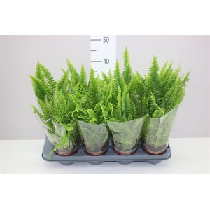 Nephrolepis Ex Green Lady