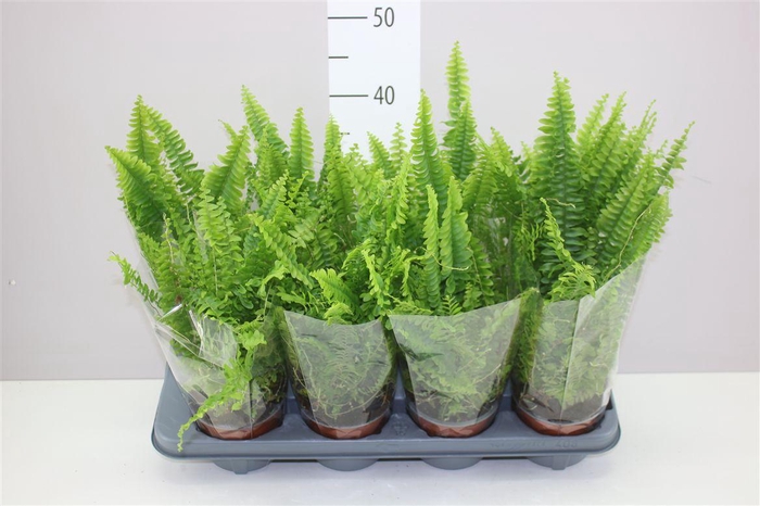 <h4>Nephrolepis Ex Green Lady</h4>