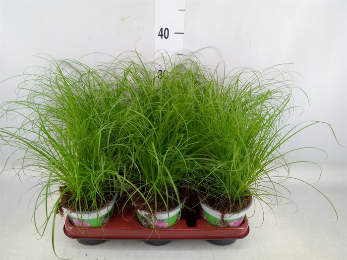 <h4>Cyperus alternifolius 'Zumula'</h4>